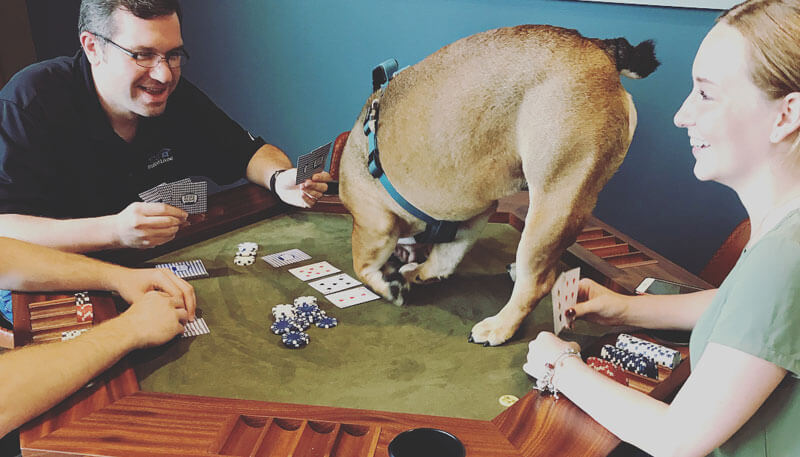 Dozer on the poker table at Lakeside Commons off campus apartments