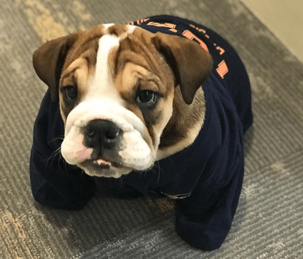 Dozer the Lakeside Commons pup hanging out in a comically oversized shirt
